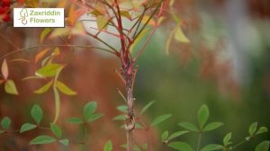 Нандина ўсимлиги ҳақида @zakhriddinflowers менежеридан тўлиқ маълумот?