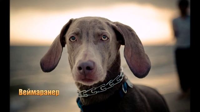 ТОП 10 самых красивых собак мира