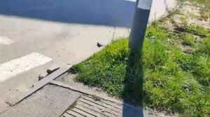 Из города в деревню пешком