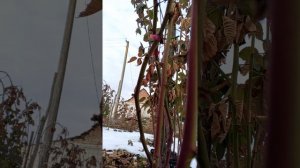 Ежевика Тройная корона зимой.Возможности сорта.01.02.2024г.