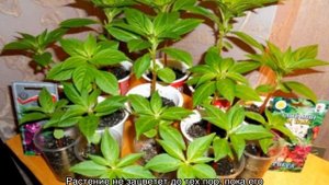 Бальзамин комнатный — виды и сорта, как ухаживать