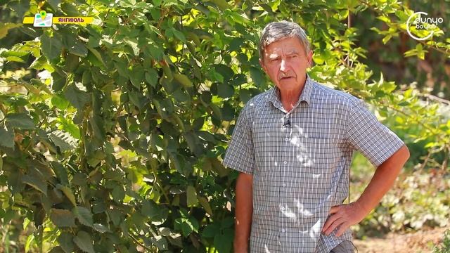 Особенности выращивания ежевики смотреть онлайн