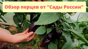 Перцы от "Сады России"
