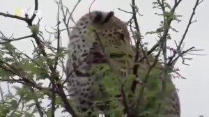 Африка. Леопарды. Дикая природа