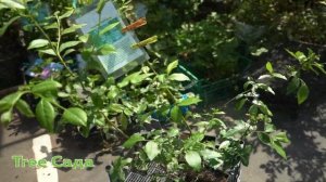 Голубика Норт Блю 3 года