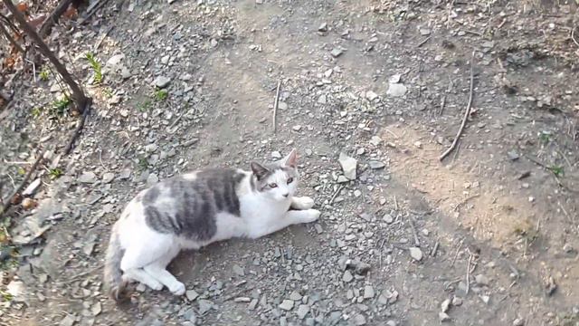 2020. 3. 24 공생 너 고양이 맞니?(Is that a cat?, Это кошка?) смотреть онлайн