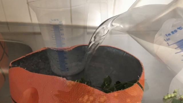 Imprints of Plants/Tutorial/Отпечатки растений/Гипс/Мастер-класс/СМОРОДИНА