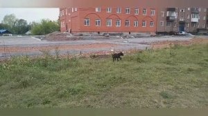 Когда начинать заниматься ОКД/Чем кормить Кане Корсо/When to start doing OKD/what to feed Kane Cors