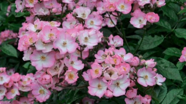 Розы мускусные смотреть онлайн