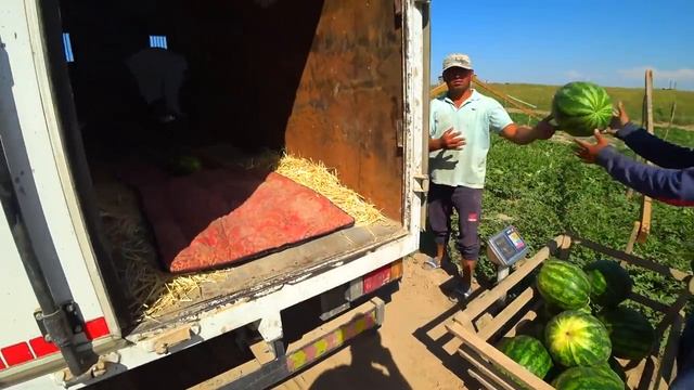 #Узбекистан#Шок!!!!Майские парниковые АРБУЗЫ в УЗБЕКИСТАНЕ #Узбекистан# смотреть онлайн