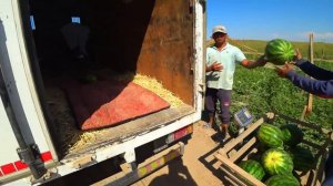 #Узбекистан#Шок!!!!Майские парниковые АРБУЗЫ в УЗБЕКИСТАНЕ #Узбекистан#