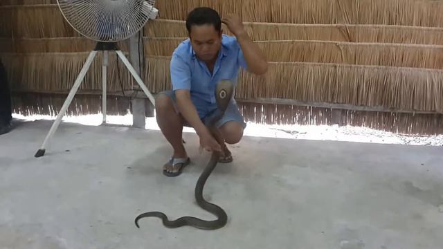 Укрощение кобры смотреть онлайн