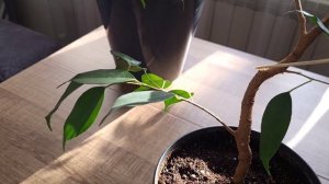 Стрижка фикуса Бенджамина Даниэль. Геометрические линии ветвей.