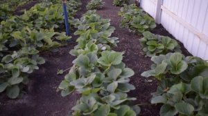 Самый лучший сорт  ремонтантной клубники, самый сладкий, самый ароматный самый урожайный. РЕКОМЕНДУ