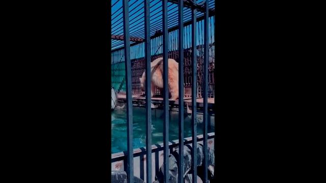 Медведи. Экскурсия. смотреть онлайн