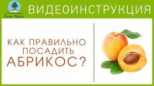 Правильная посадка абрикоса