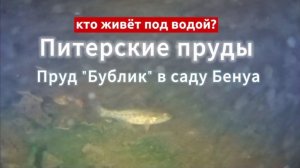 Кто живёт под водой? Питерские пруды, пруд Бублик в саду Бенуа