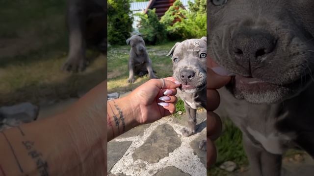 Шикарный сынок в продаже !!! #pitbull #прайтер #dog #булли #голубойщенок #питбультерьер #puppy # смотреть онлайн