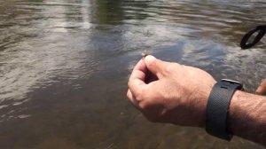 Dry Fly Fishing for Beginners