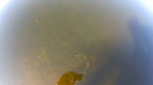 Эта самая чистая речка, которую я когда либо видел