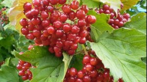 "ЯГОДА-КАЛИНА"