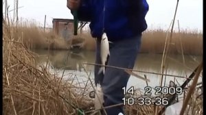 ТАРАНЬ. На канале в районе Приморско-Ахтарска. Рыбалка в феврале, ловля тарани, Fishing