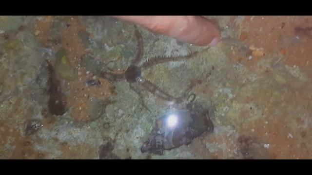 Ночные обитатели Красного моря. Хищники, морские, звезды и отшельники.