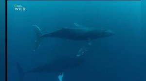 Кто такие Киты?Разновидности китов,сколько они живут?AnyWild