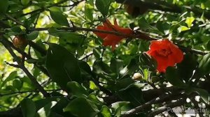 Pomegranate tree?Гранатовое дерево