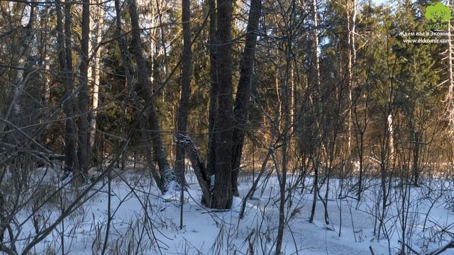 Охота на лося зимой с собаками