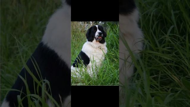 ЛЕНДСИР. ПОРОДА СОБАКИ ВЫВЕДЕНА В ГЕРМАНИИ, ФАКТЫ. смотреть онлайн