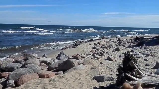 пудели приехали на море))) смотреть онлайн