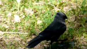 Галка (птица)