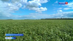 В Малоархангельском районе началась уборка чеснока