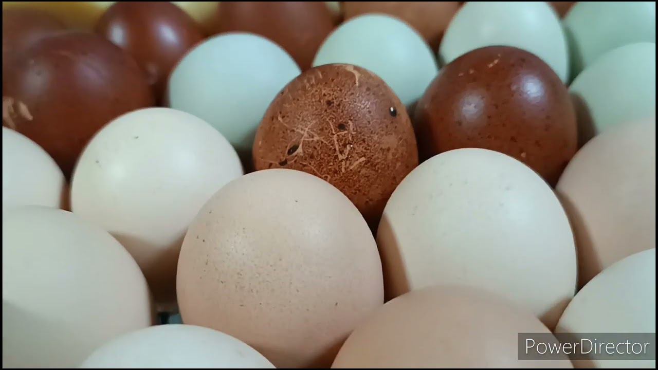 Зелёное куриное яйцо. смотреть онлайн