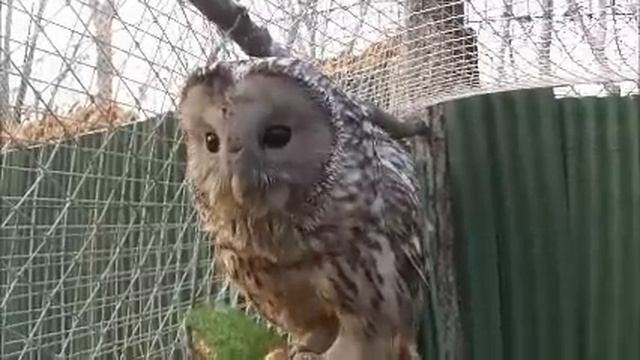 Сова ухает (длиннохвостая неясыть) смотреть онлайн