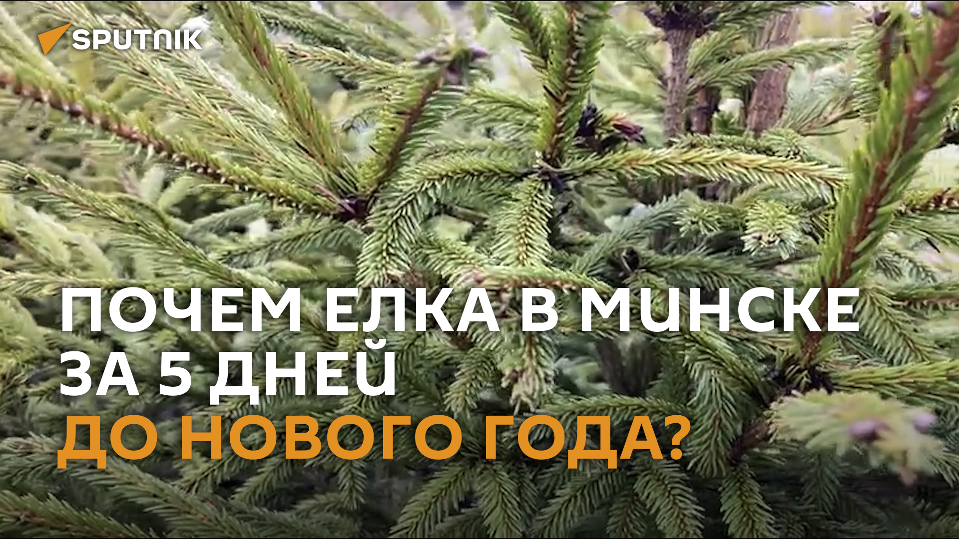 Золотые елки: сколько стоят новогодние деревья на минских базарах?