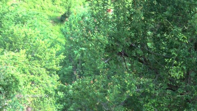 Изоставена махала в Кормисош смотреть онлайн