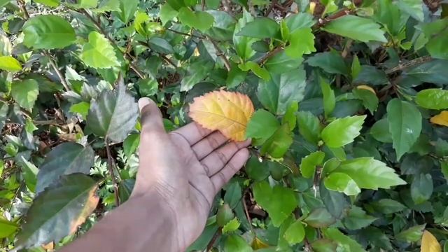Hibiscus plant leaves turning yellow |How to fix it смотреть онлайн