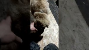 Воспитание кавказской овчарки. Часть 2