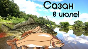Как на что и где ловить сазана летом в июле. Секреты ловли сазана в июле.
