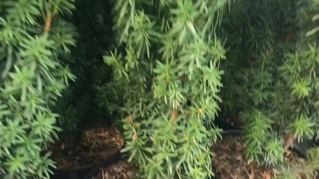 ОБИ.Цветы и цены Новогоднее настроение в цветочном отделе.