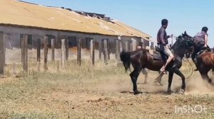 обучение коня .Моя вторая "ломка" .Полное видео выйдет позже