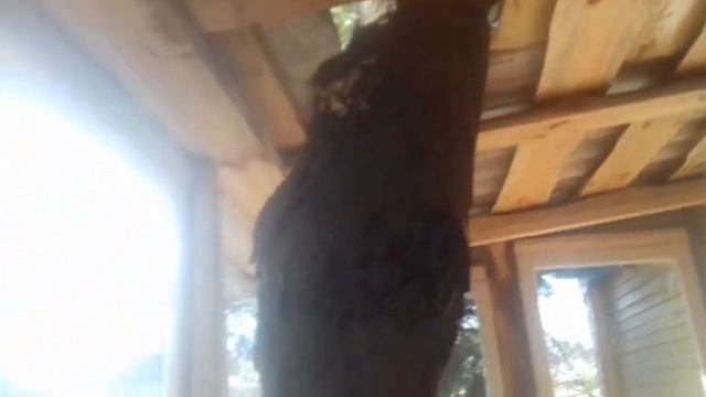 Дерево проросло сквозь крышу смотреть онлайн