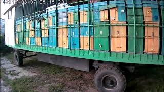 Кочевой прицеп для перевозки пчел к приему ульев пчел после зимовки в Краснодарском крае.