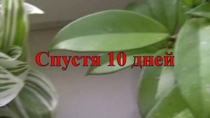 Хойя Белла первое цветение