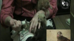 Котята спасёнышы - в очень любящие ручки!