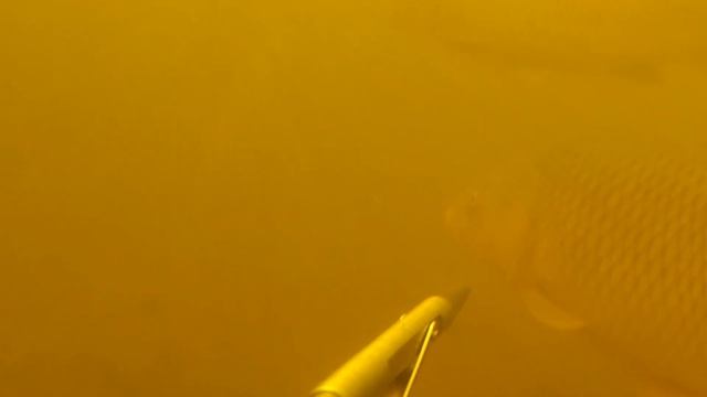 Подводная охота!!! ТРОФЕИ ЭЛЬДОРАДО!!! Эпизод второй сюжета ЭЛЬДОРАДО!!! смотреть онлайн