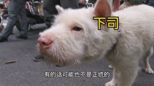 Гуйлинь. Рынок собак и кошек. Сколько стоят кошки и собаки в Китае.