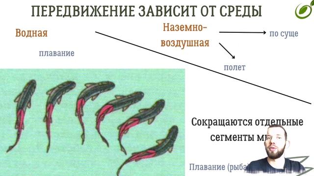 Л.32 | ДВИЖЕНИЕ ОРГАНИЗМОВ | ОБЩАЯ БИОЛОГИЯ ЕГЭ смотреть онлайн